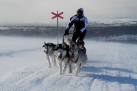 Huskies Erleben